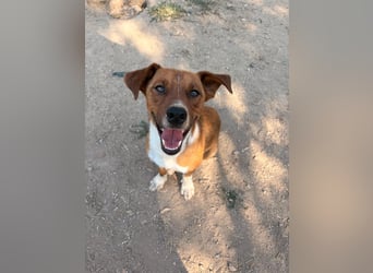 Traumhund Andom- ein Junghund zum Verlieben
