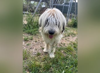 Bella - liebevolle Hündin sucht ein warmes Zuhause