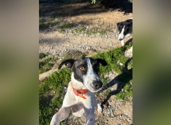 Aufgeweckter Junghund Ozzy