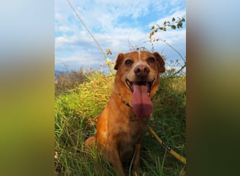 Charmante Hundeseniorin Ginger