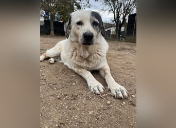 Katia- Senior-Hund sucht endlich Sicherheit & Liebe
