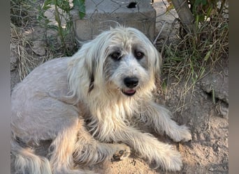 Bella - tolle Hündin wartet auf ihre Chance