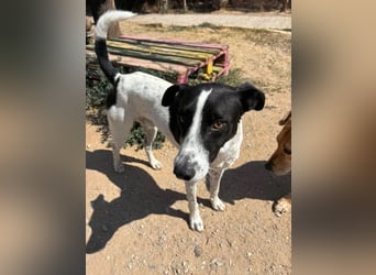 Ozzy - aufgeweckter Junghund sucht seine Menschen