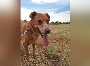 Charmante Hundeseniorin Ginger