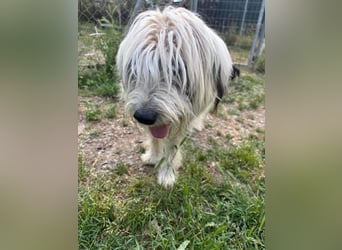 Bella - liebevolle Hündin sucht ein warmes Zuhause