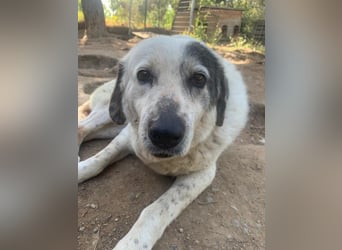 Katia- Senior-Hund sucht endlich Sicherheit & Liebe