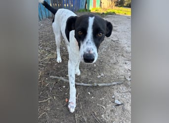 Aufgeweckter Junghund Ozzy