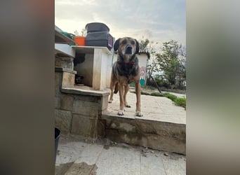 Summer - ein sanfter Hund auf der Suche nach Menschen mit Herz und Geduld