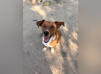 Traumhund Andom- ein Junghund zum Verlieben