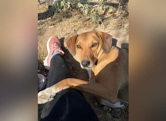 Sanfte Hündin Sandy sucht dich!