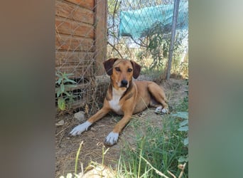 Sanfte Hündin Sandy sucht dich!