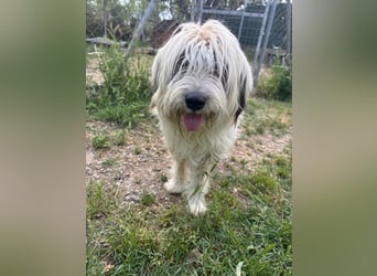 Bella - liebevolle Hündin sucht ein warmes Zuhause