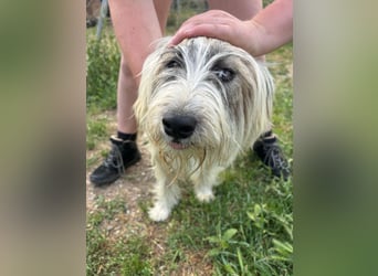 Bella - liebevolle Hündin sucht ein warmes Zuhause
