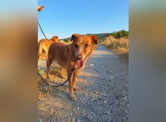 Charmante Hundeomi Ginger sucht liebevolle Menschen