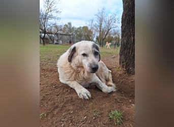 Katia- Senior-Hund sucht endlich Sicherheit & Liebe