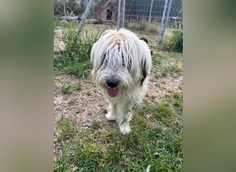 Bella - liebevolle Hündin sucht ein warmes Zuhause