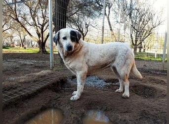 Katia- Senior-Hund sucht endlich Sicherheit & Liebe