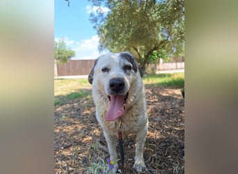 Katia- Senior-Hund sucht endlich Sicherheit & Liebe