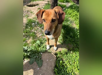 Sanfte Hündin Sandy sucht dich!