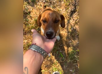 Traumhund Andom- ein Junghund zum Verlieben