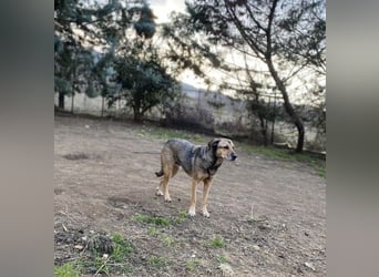 Summer - ein sanfter Hund auf der Suche nach Menschen mit Herz und Geduld