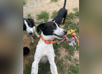 Ozzy - aufgeweckter Junghund sucht seine Menschen