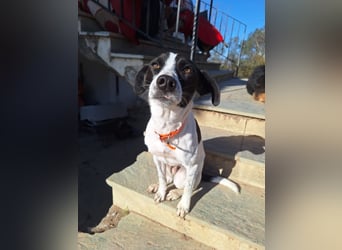 Aufgeweckter Junghund Ozzy