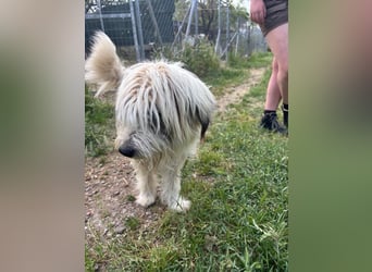 Bella - liebevolle Hündin sucht ein warmes Zuhause