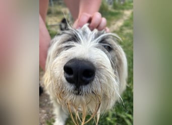 Bella - liebevolle Hündin sucht ein warmes Zuhause