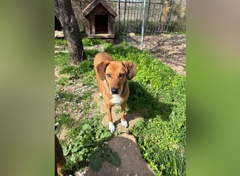 Sanfte Hündin Sandy sucht dich!