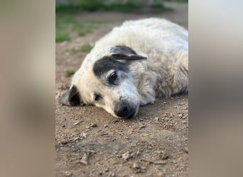 Katia- Senior-Hund sucht endlich Sicherheit & Liebe