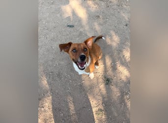 Traumhund Andom- ein Junghund zum Verlieben