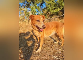 Charmante Hundeomi Ginger sucht liebevolle Menschen