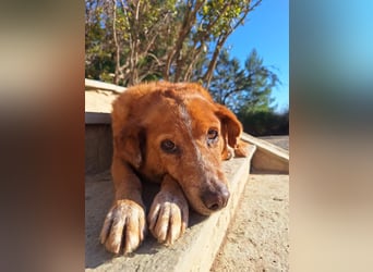 Charmante Hundeomi Ginger sucht liebevolle Menschen