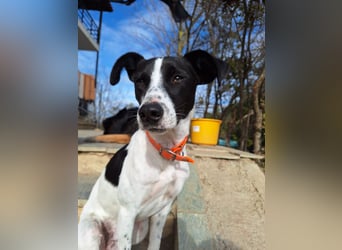 Aufgeweckter Junghund Ozzy