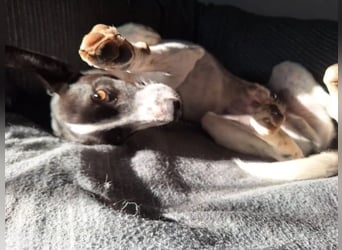 Aufgeweckter Junghund Ozzy