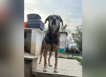 Summer - ein sanfter Hund auf der Suche nach Menschen mit Herz und Geduld