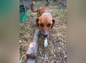 Traumhund Andom- ein Junghund zum Verlieben