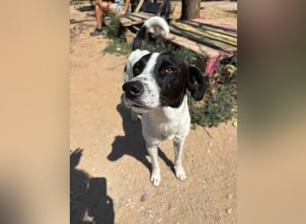 Ozzy - aufgeweckter Junghund sucht seine Menschen