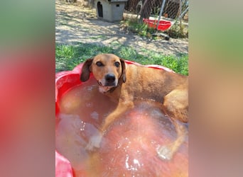 Sanfte Hündin Sandy sucht dich!