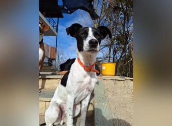 Aufgeweckter Junghund Ozzy