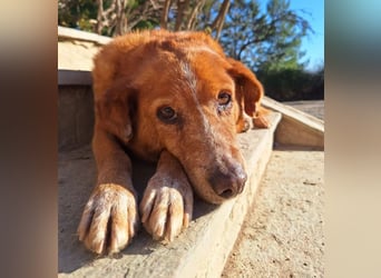 Charmante Hundeomi Ginger sucht liebevolle Menschen