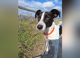 Aufgeweckter Junghund Ozzy