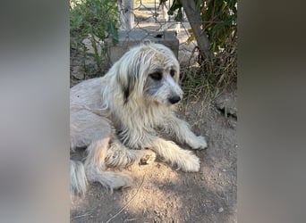 Bella - tolle Hündin wartet auf ihre Chance