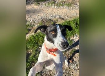 Aufgeweckter Junghund Ozzy