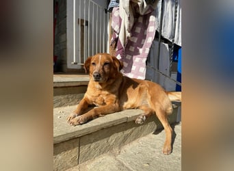 Charmante Hundeomi Ginger sucht liebevolle Menschen