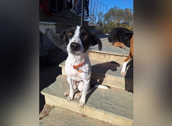 Aufgeweckter Junghund Ozzy