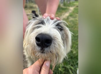 Bella - liebevolle Hündin sucht ein warmes Zuhause