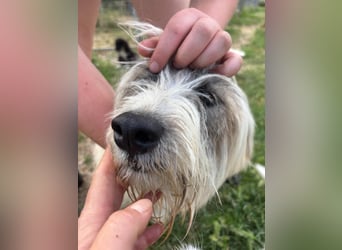Bella - liebevolle Hündin sucht ein warmes Zuhause