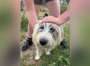 Bella - liebevolle Hündin sucht ein warmes Zuhause